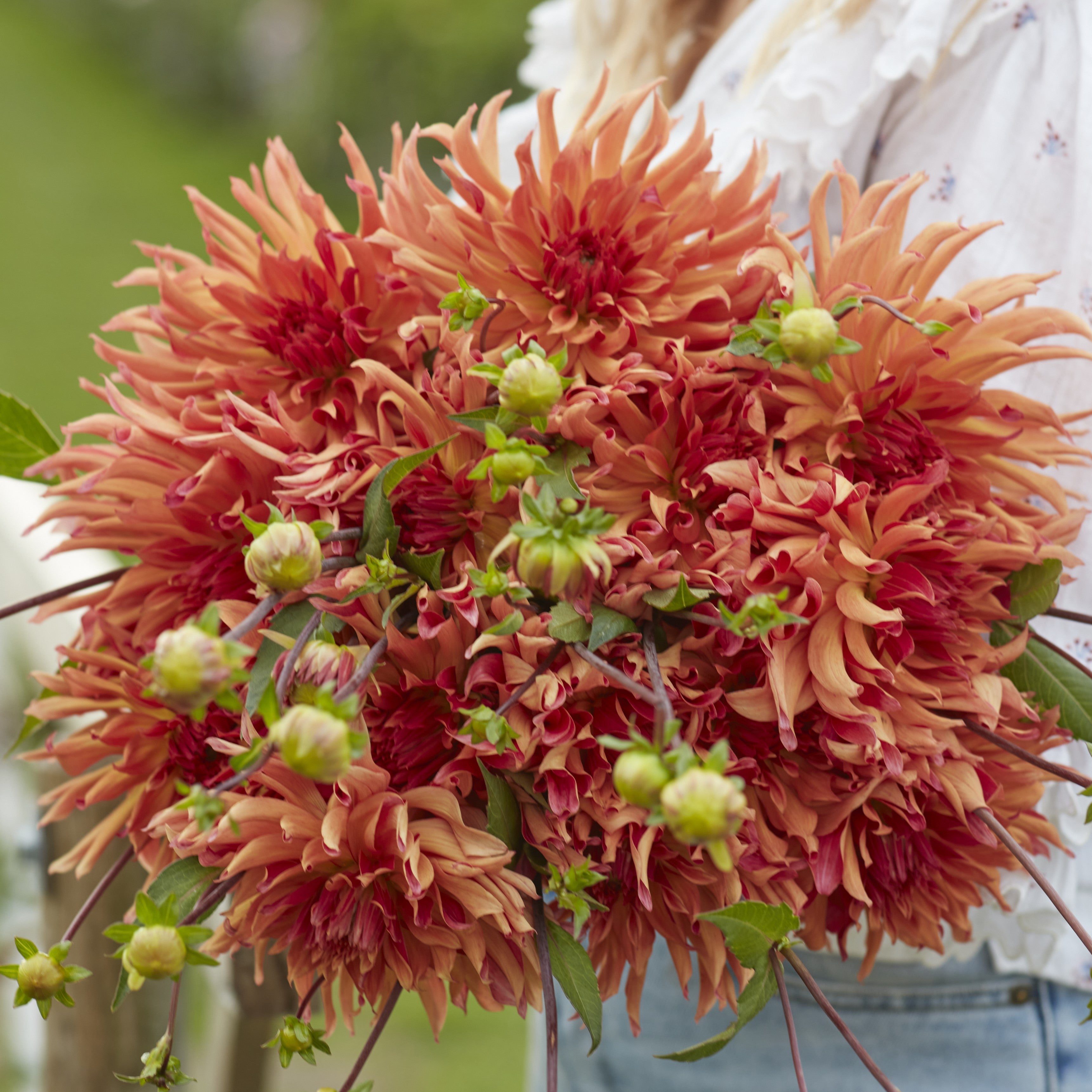 Dahlia 'Erpeler Ley'