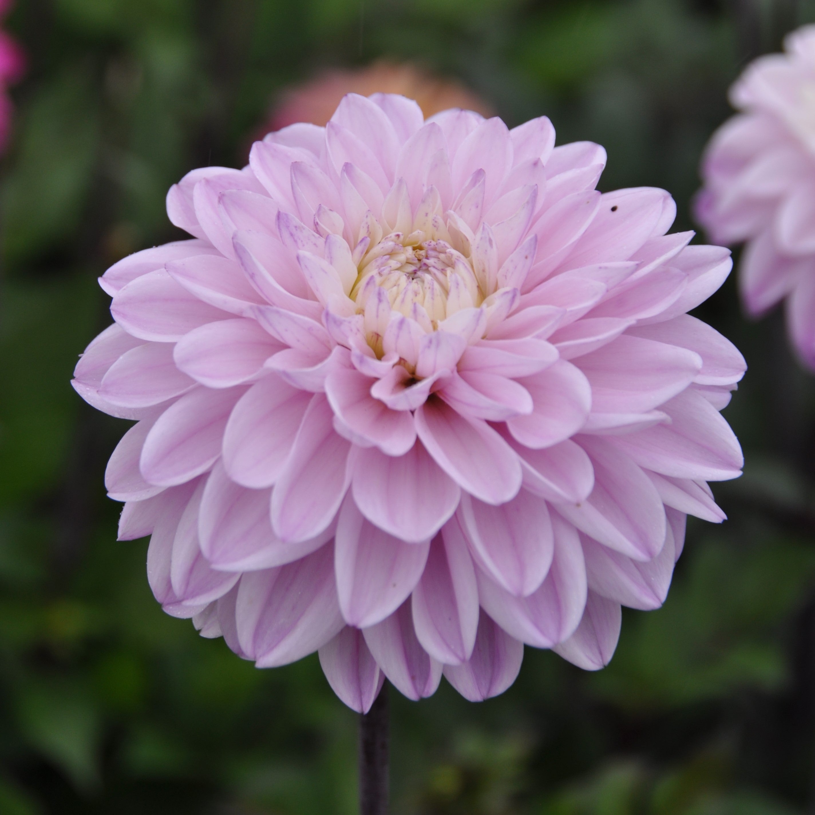 Dahlia 'Espacio'