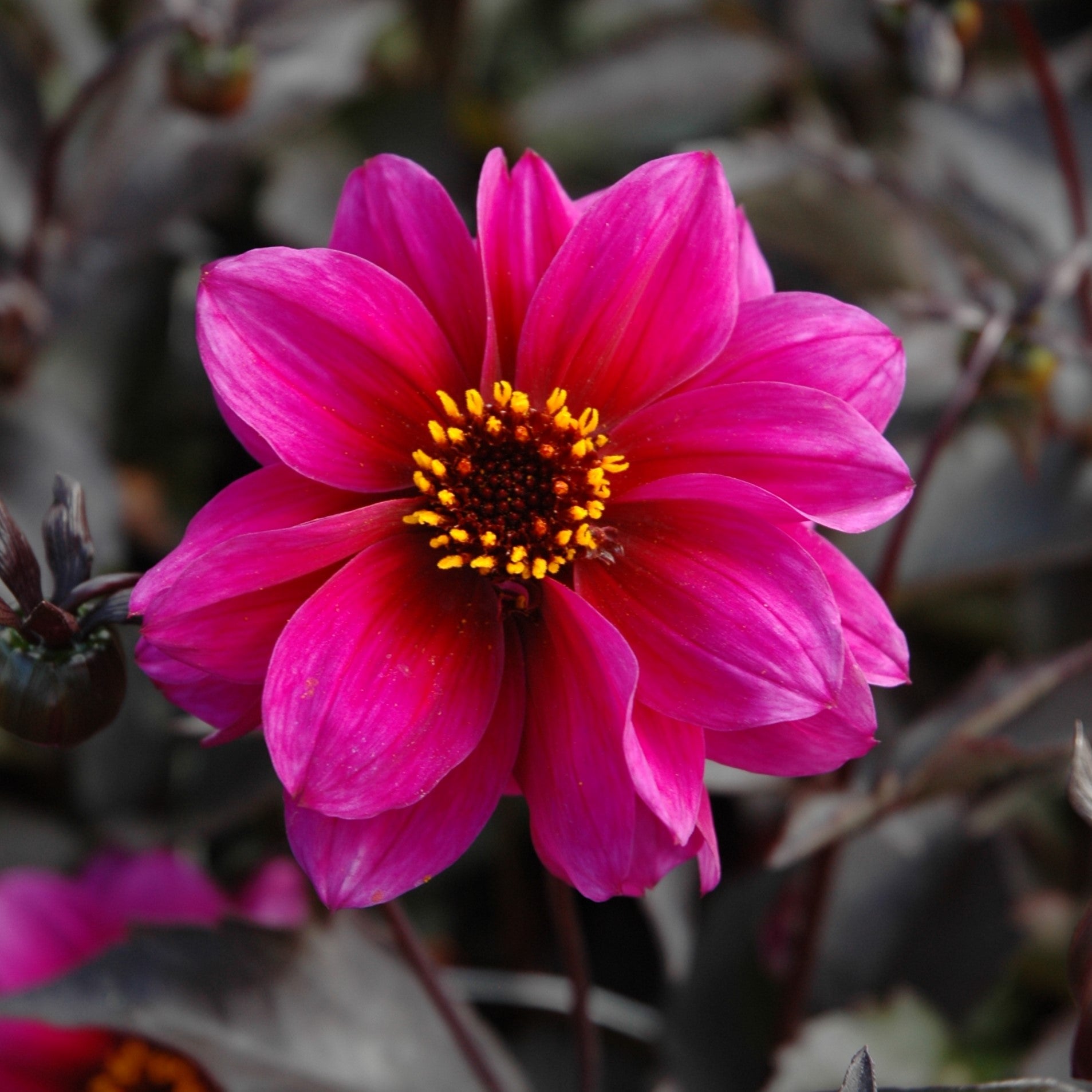 Dahlia 'Excentrique'