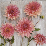 Dahlia 'Fairway Spur'
