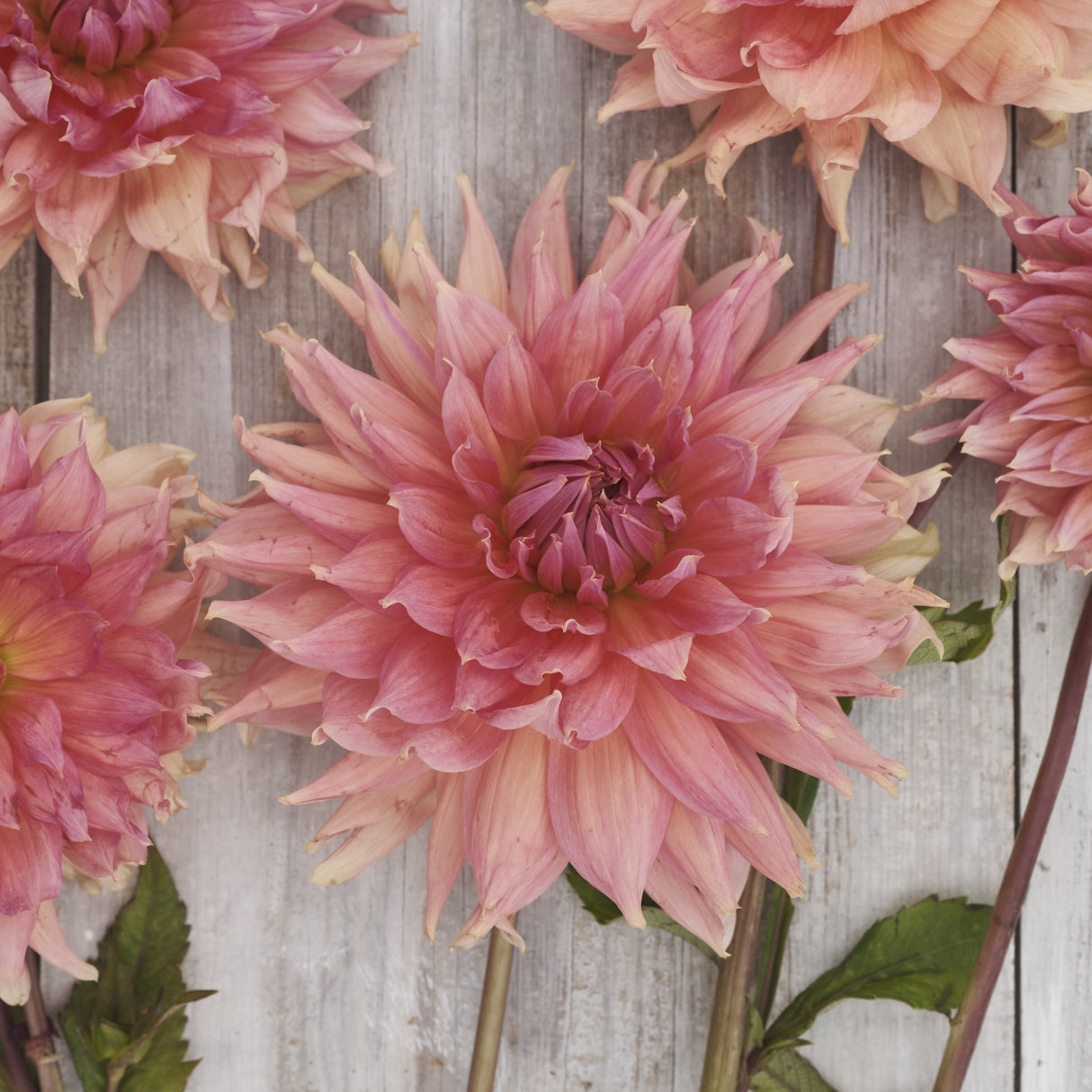 Dahlia 'Fairway Spur'