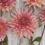 Dahlia 'Fairway Spur'