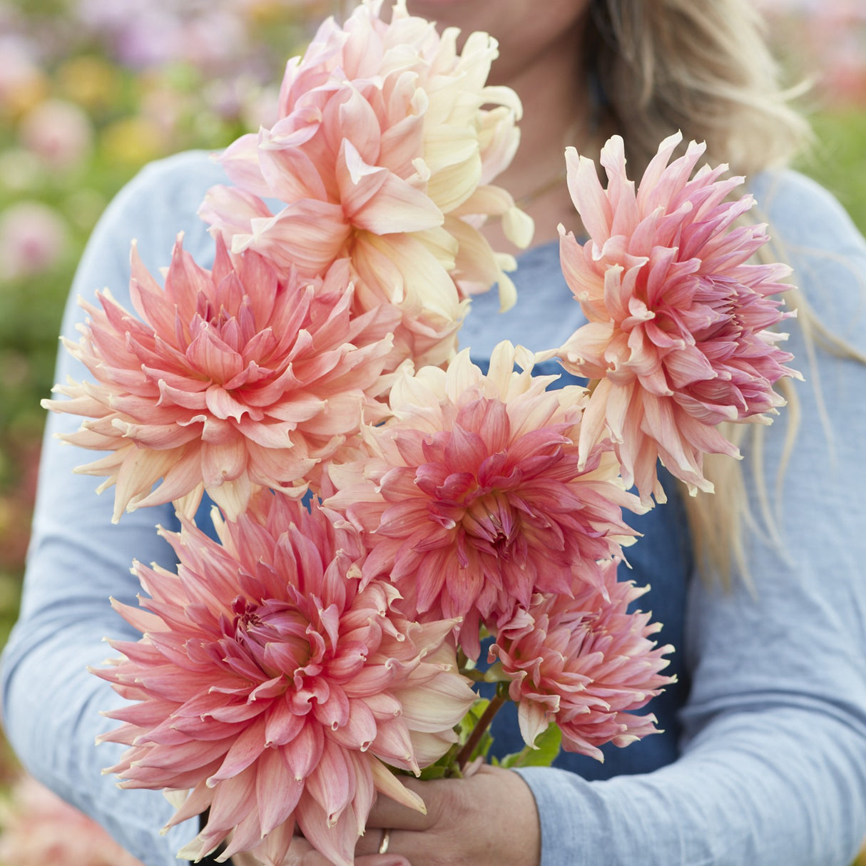 Dahlia 'Fairway Spur'