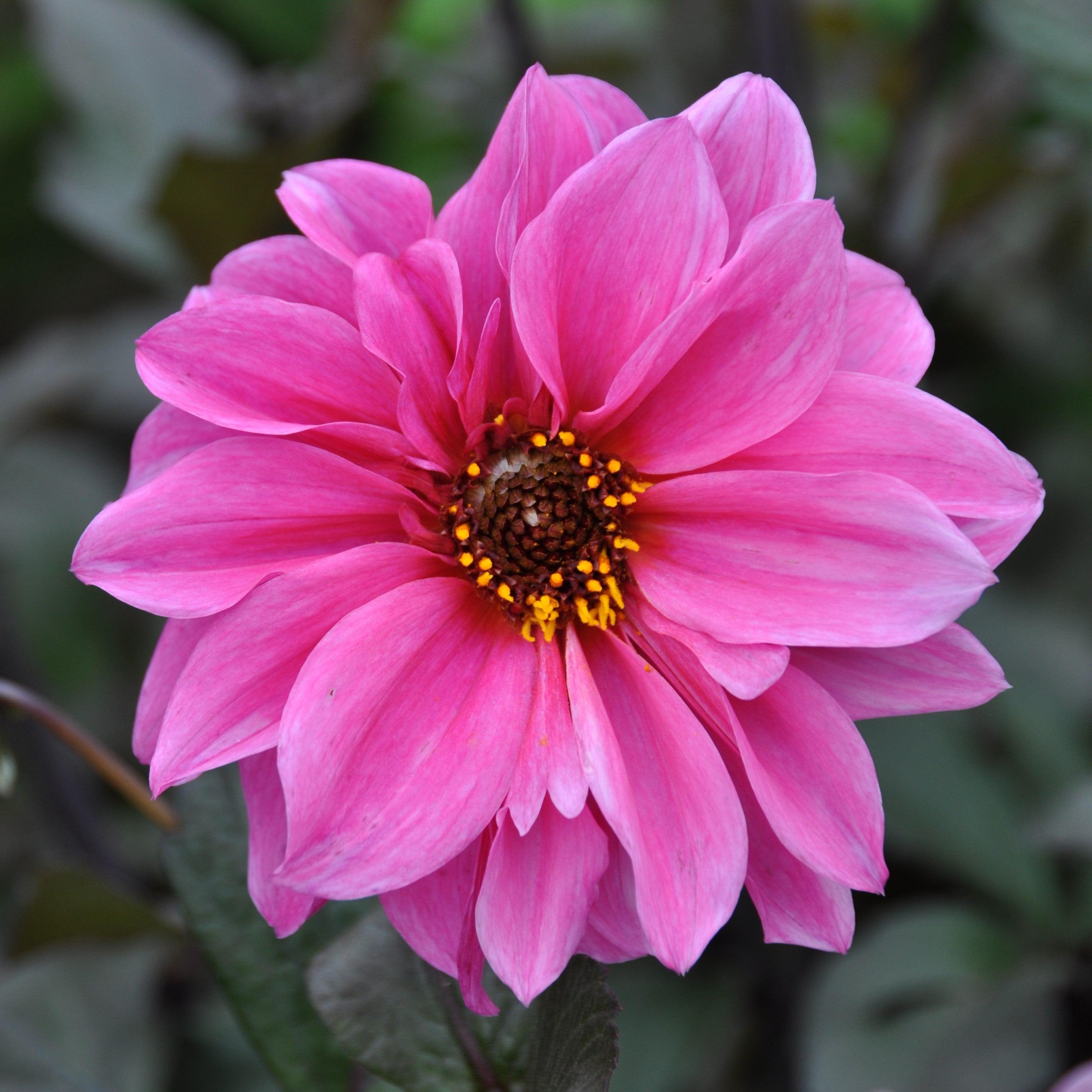 Dahlia 'Fascination'