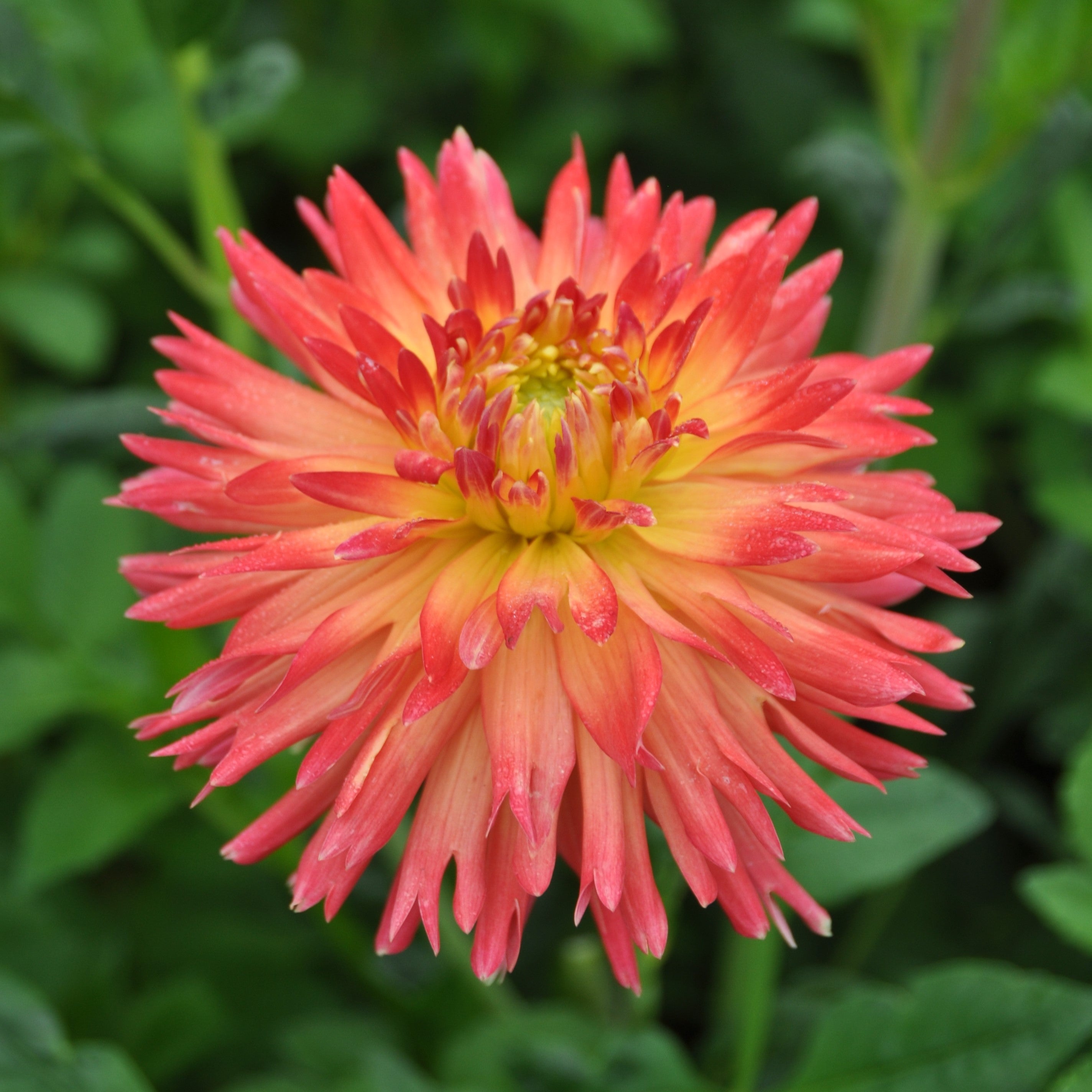 Dahlia 'Felida Solar Flare'