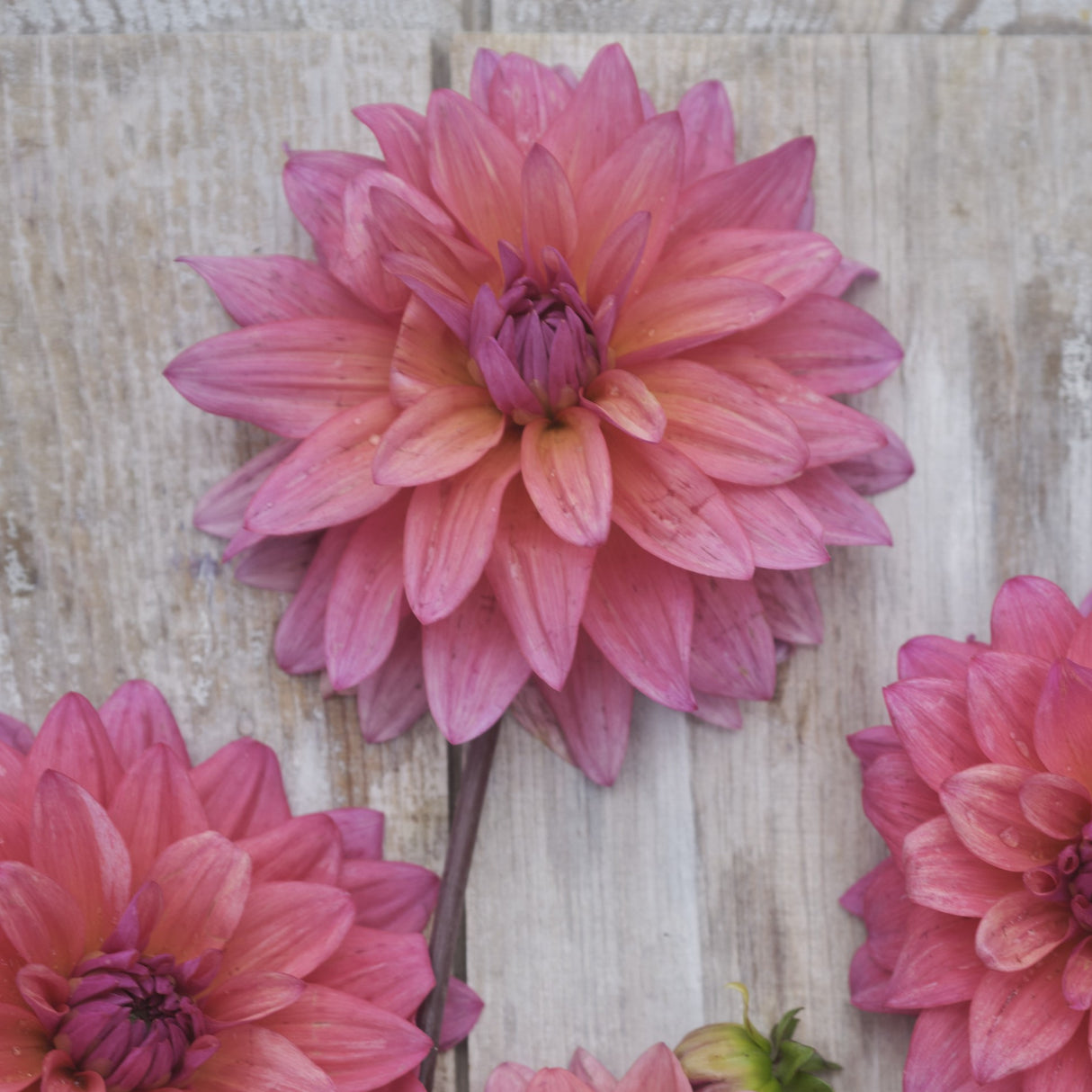 Dahlia 'Feline Yvonne'