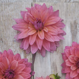 Dahlia 'Feline Yvonne'