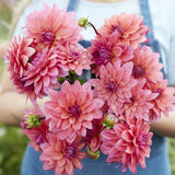 Dahlia 'Feline Yvonne'