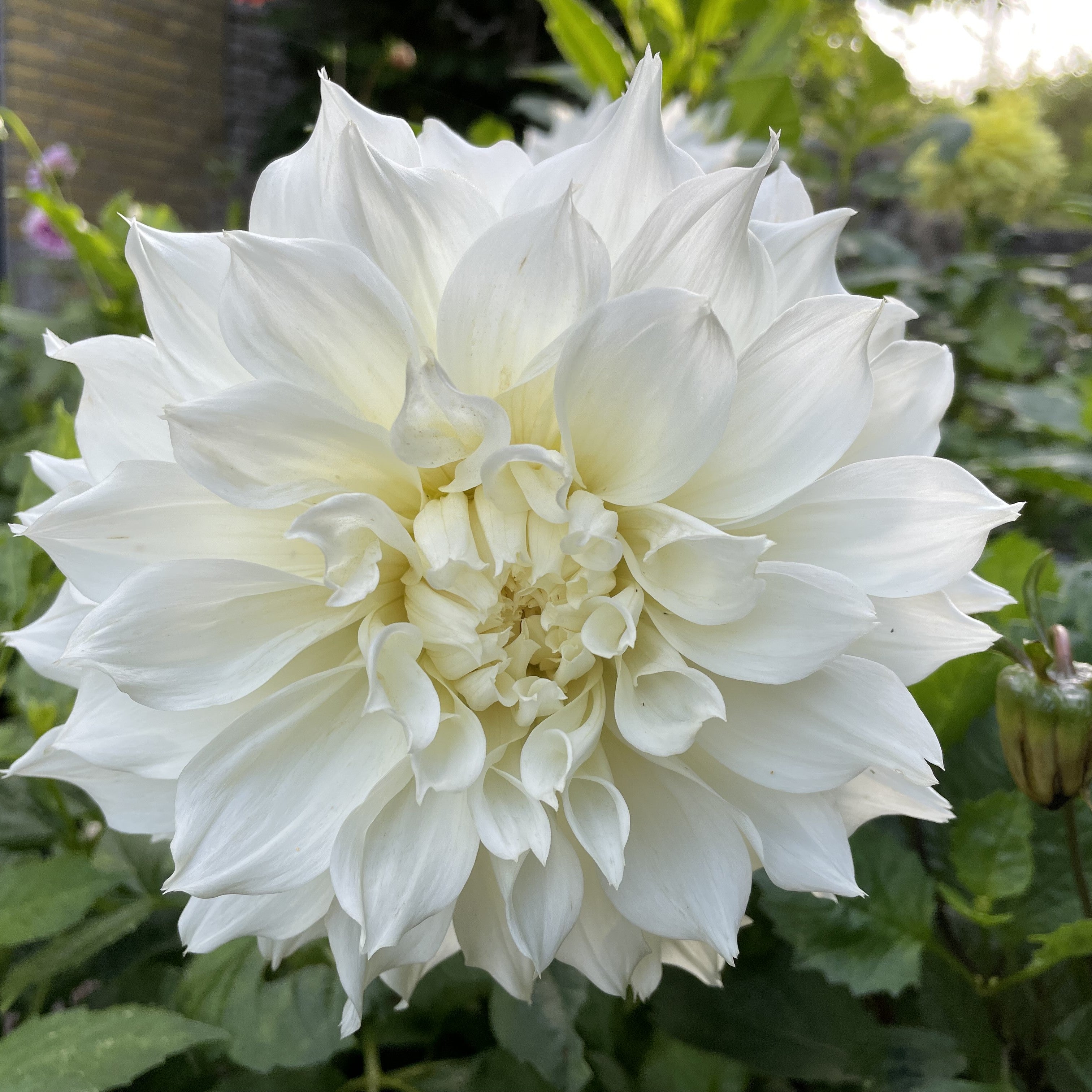 Dahlia 'Fleurel'