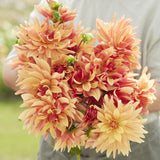 Dahlia 'French Cancan'