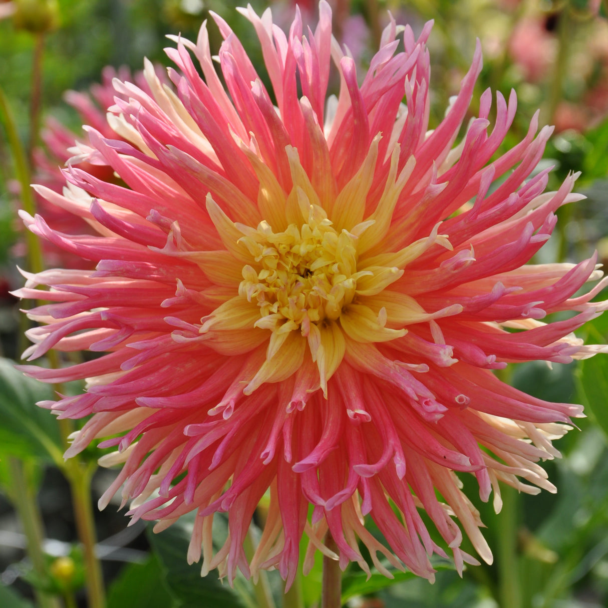 Dahlia 'Fringed Star'