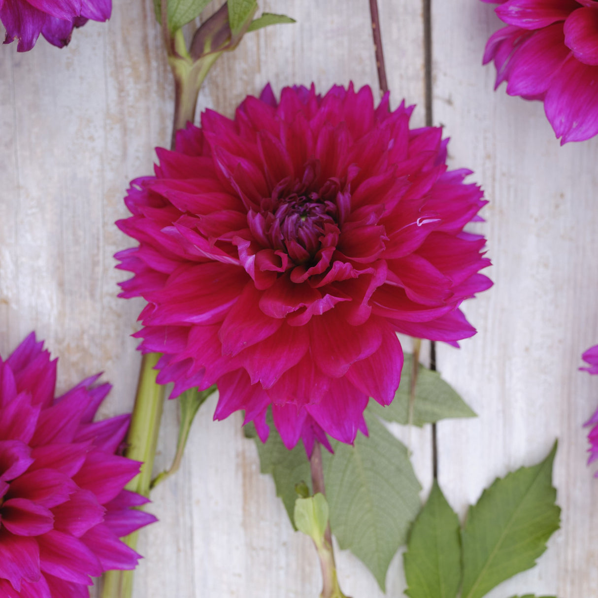 Dahlia 'Fuchsia Charm'