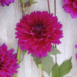 Dahlia 'Fuchsia Charm'
