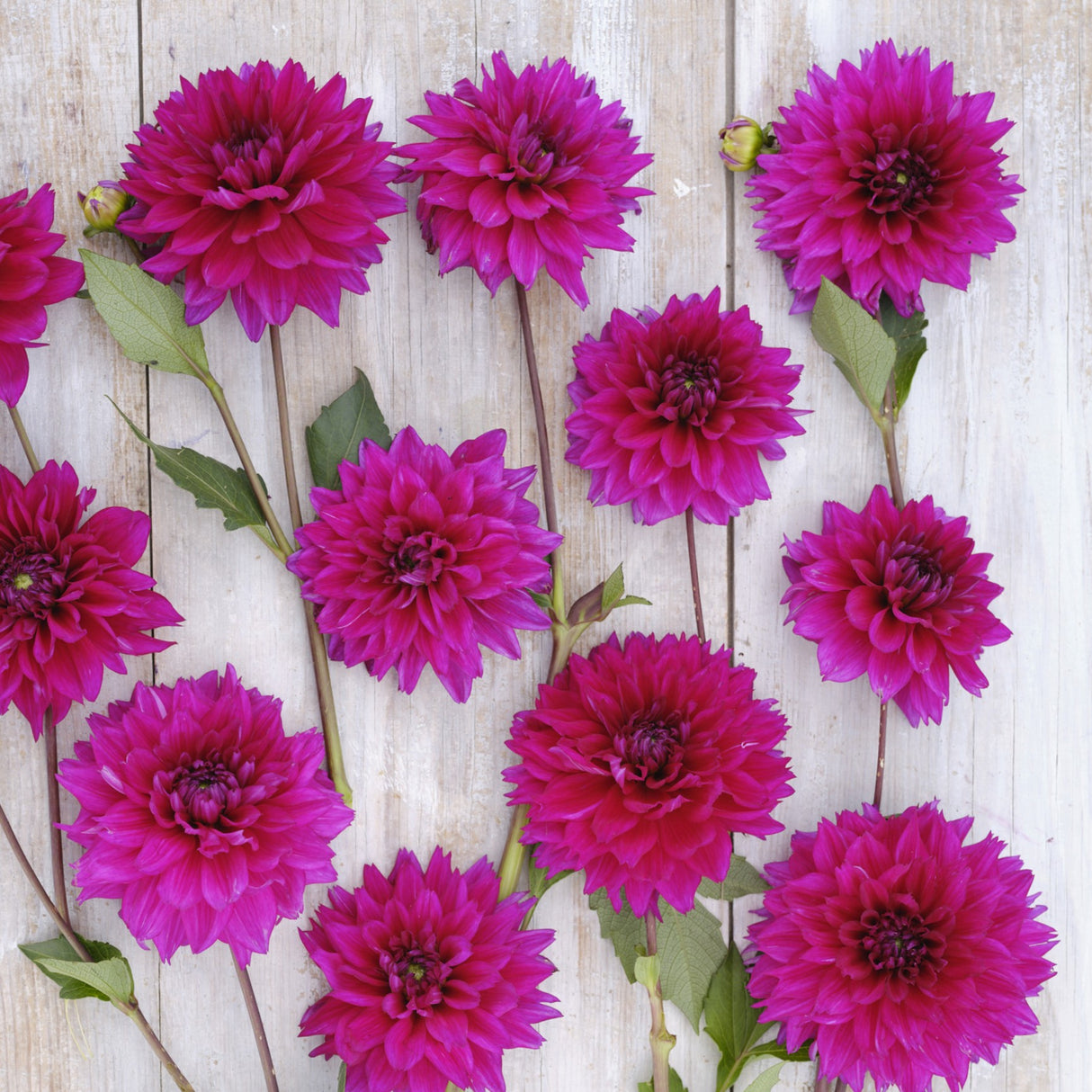 Dahlia 'Fuchsia Charm'