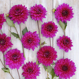 Dahlia 'Fuchsia Charm'