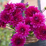 Dahlia 'Fuchsia Charm'
