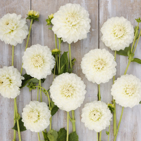 Dahlia 'Gitt's Attention'