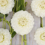 Dahlia 'Gitt's Attention'