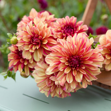 Dahlia 'Gitt's Crazy'