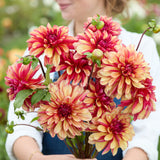 Dahlia 'Gitt's Crazy'