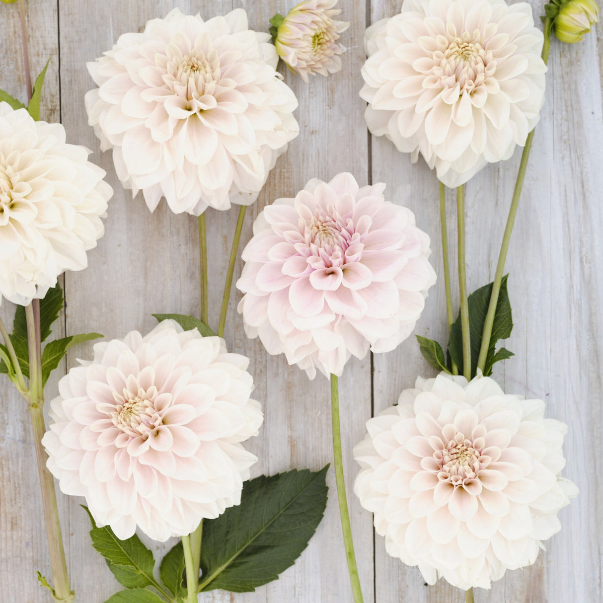 Dahlia 'Glossy Carlita'