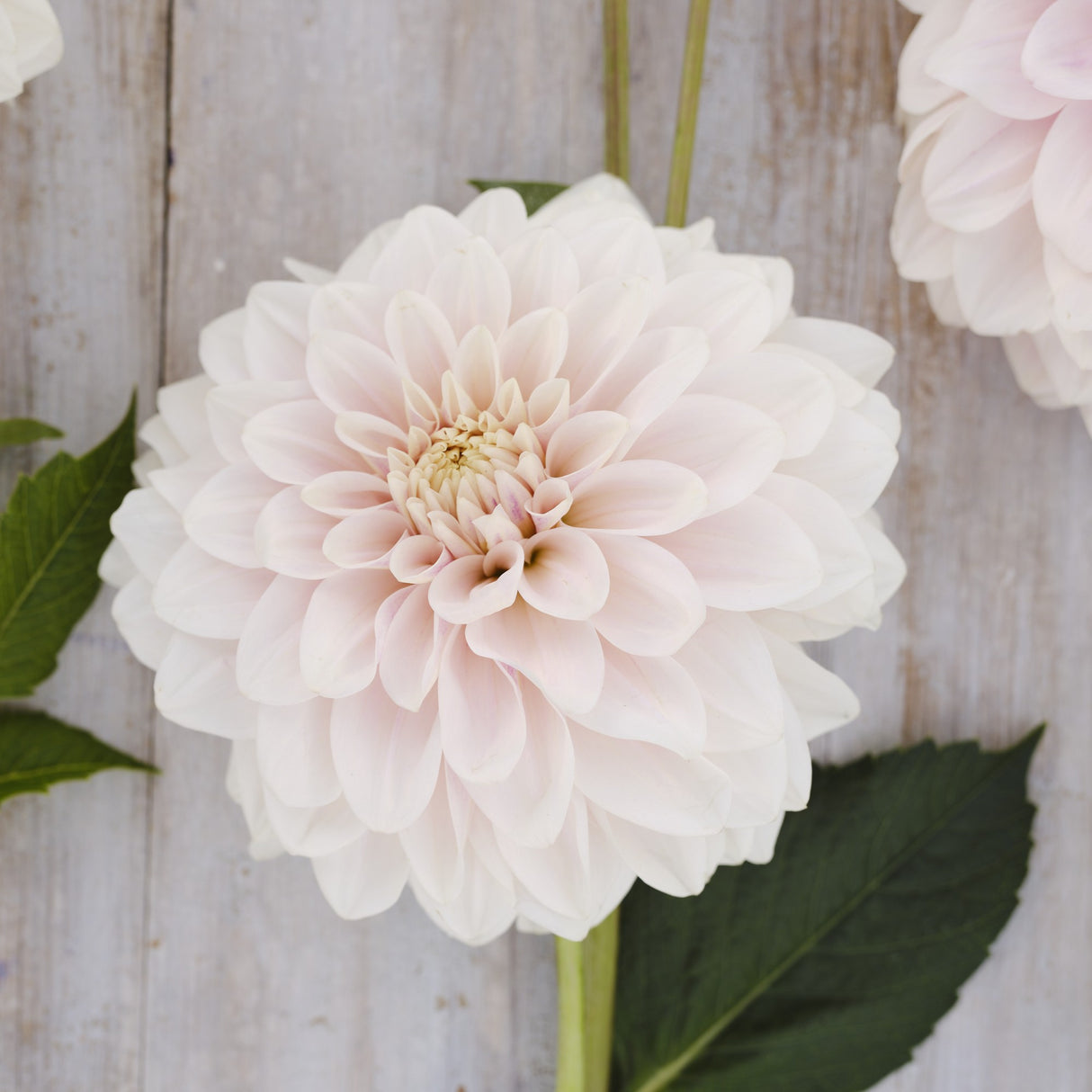 Dahlia 'Glossy Carlita'