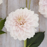 Dahlia 'Glossy Carlita'