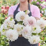 Dahlia 'Glossy Carlita'