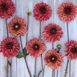 Dahlia 'Glossy Maracana'