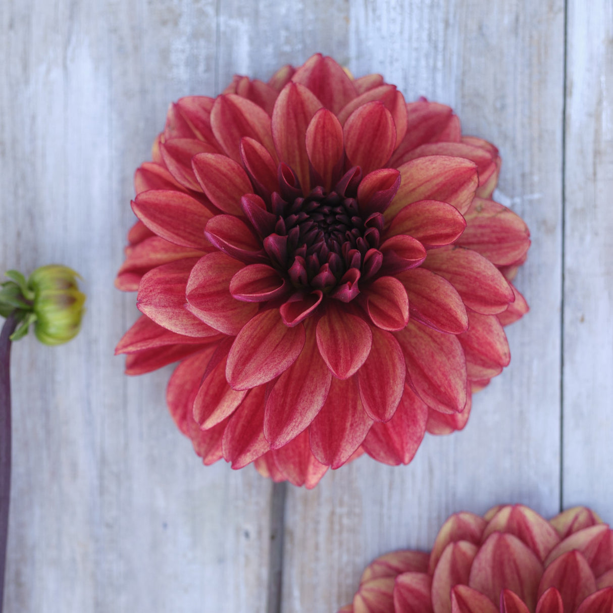 Dahlia 'Glossy Maracana'