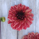 Dahlia 'Glossy Maracana'