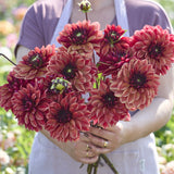 Dahlia 'Glossy Maracana'