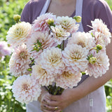 Dahlia 'Glossy Olivia'