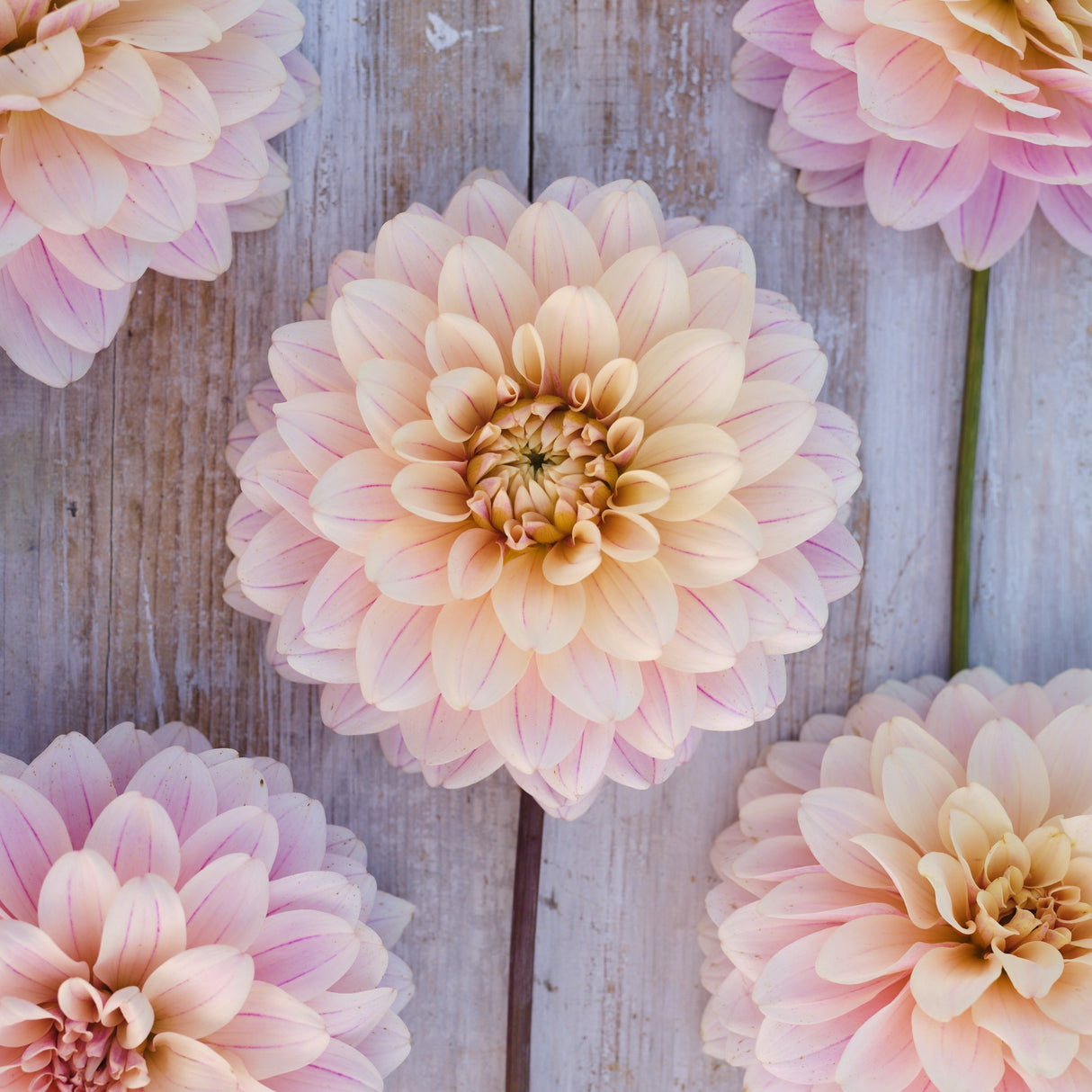 Dahlia 'Glossy Olivia'