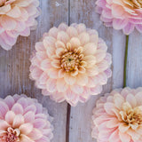 Dahlia 'Glossy Olivia'