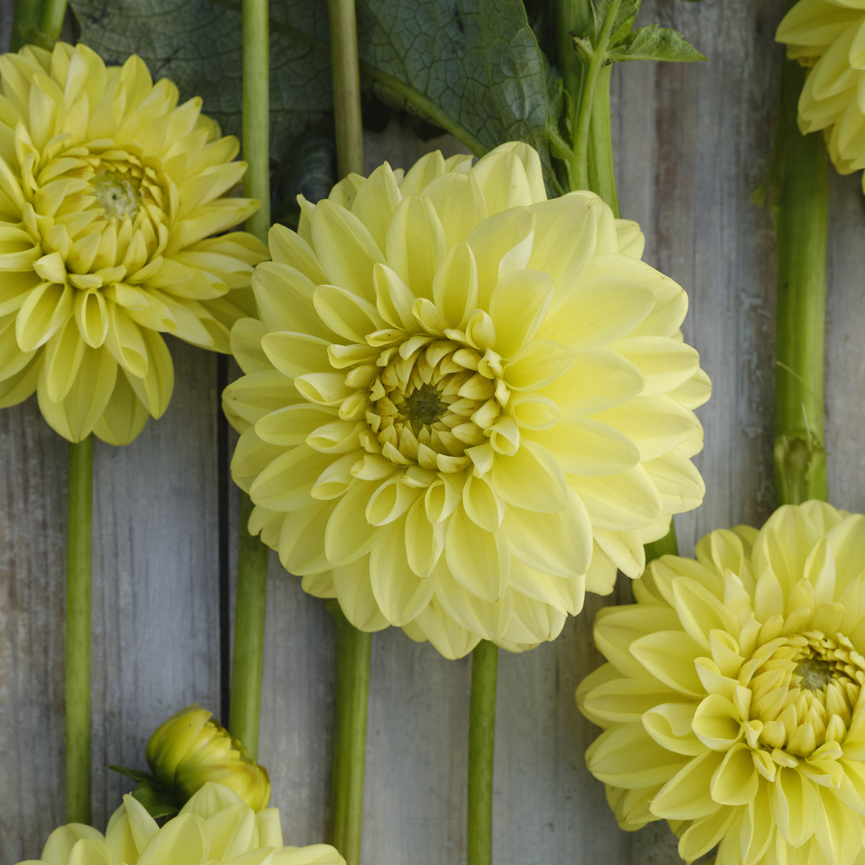 Dahlia 'Golden Eye'