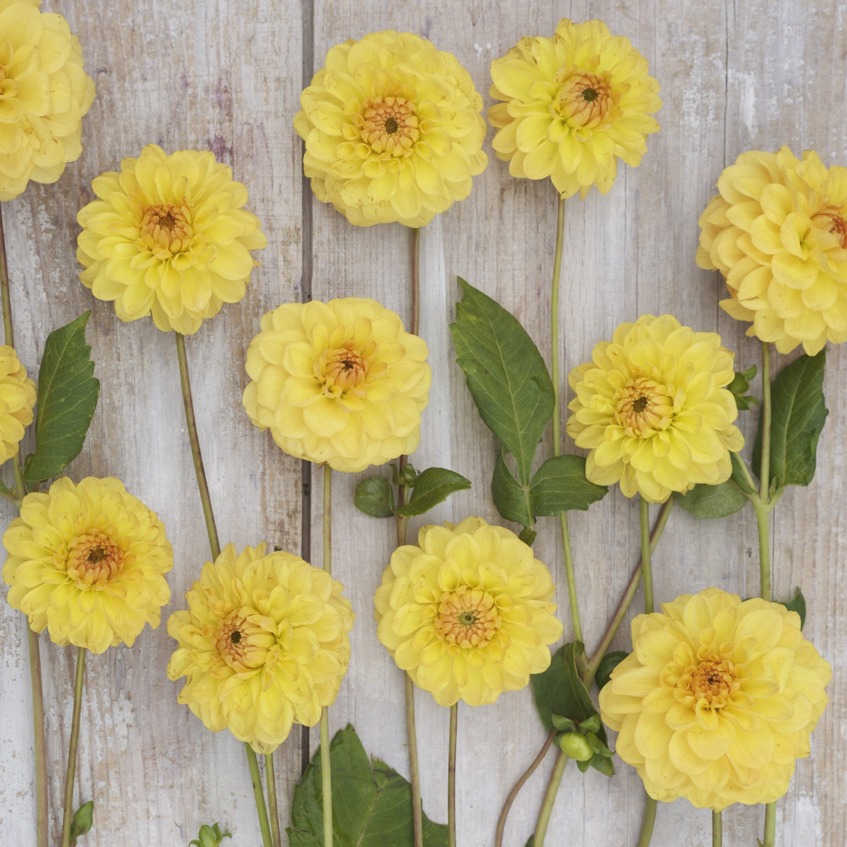 Dahlia 'Golden Scepter'