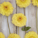 Dahlia 'Golden Scepter'