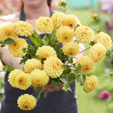 Dahlia 'Golden Scepter'