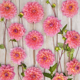 Dahlia 'Great Silence'