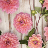 Dahlia 'Great Silence'