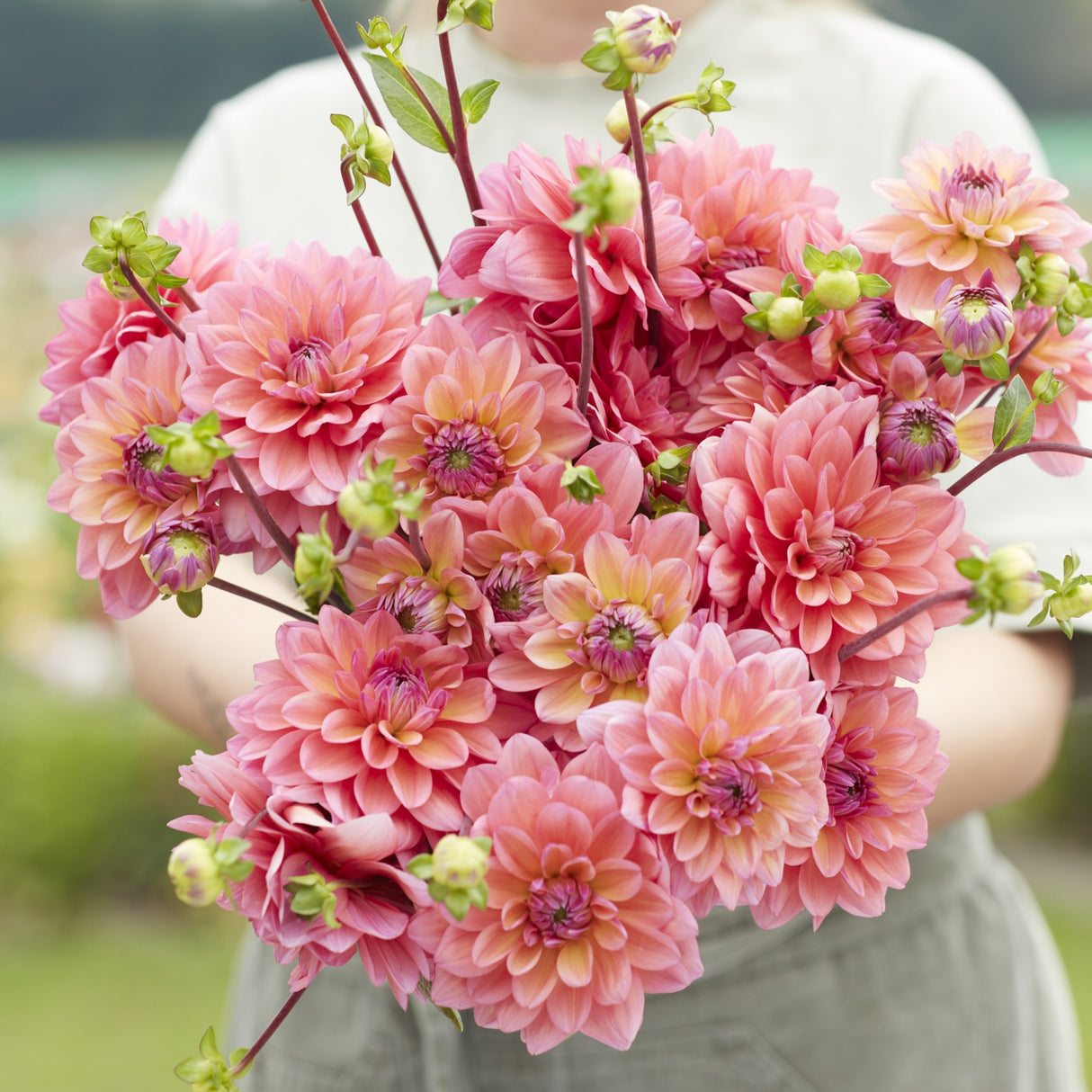 Dahlia 'Great Silence'