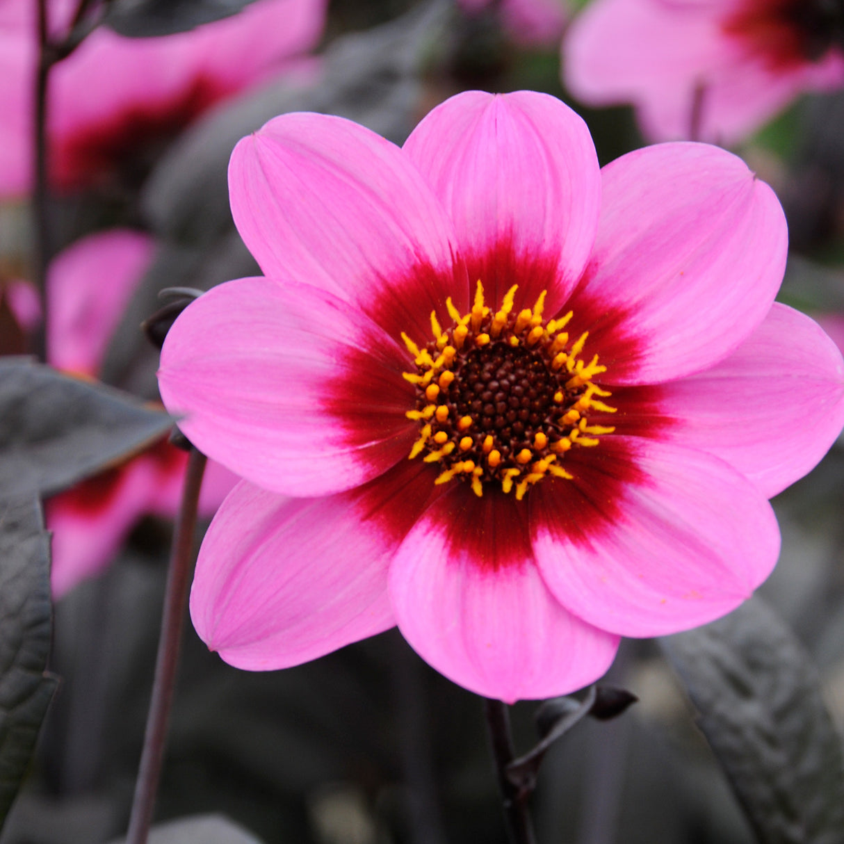 Dahlia 'HS Juliet'