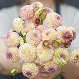 Dahlia 'Hapet Compo'