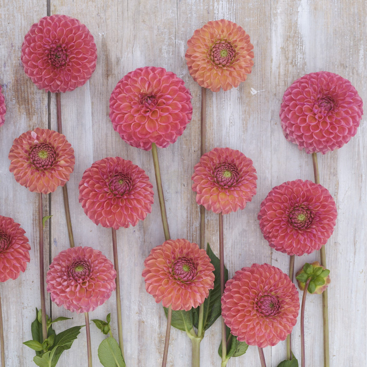 Dahlia 'Hapet Coppery'