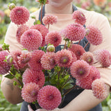 Dahlia 'Hapet Coppery'
