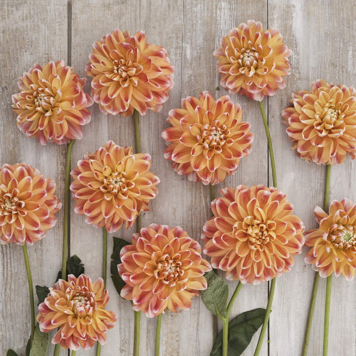 Dahlia 'Hapet Harmony'