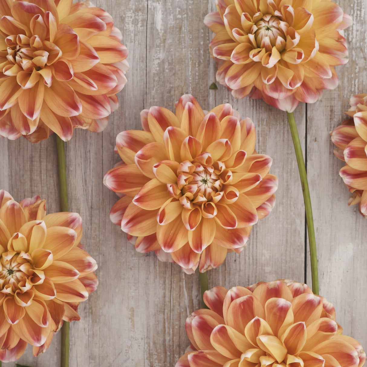 Dahlia 'Hapet Harmony'