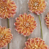 Dahlia 'Hapet Harmony'