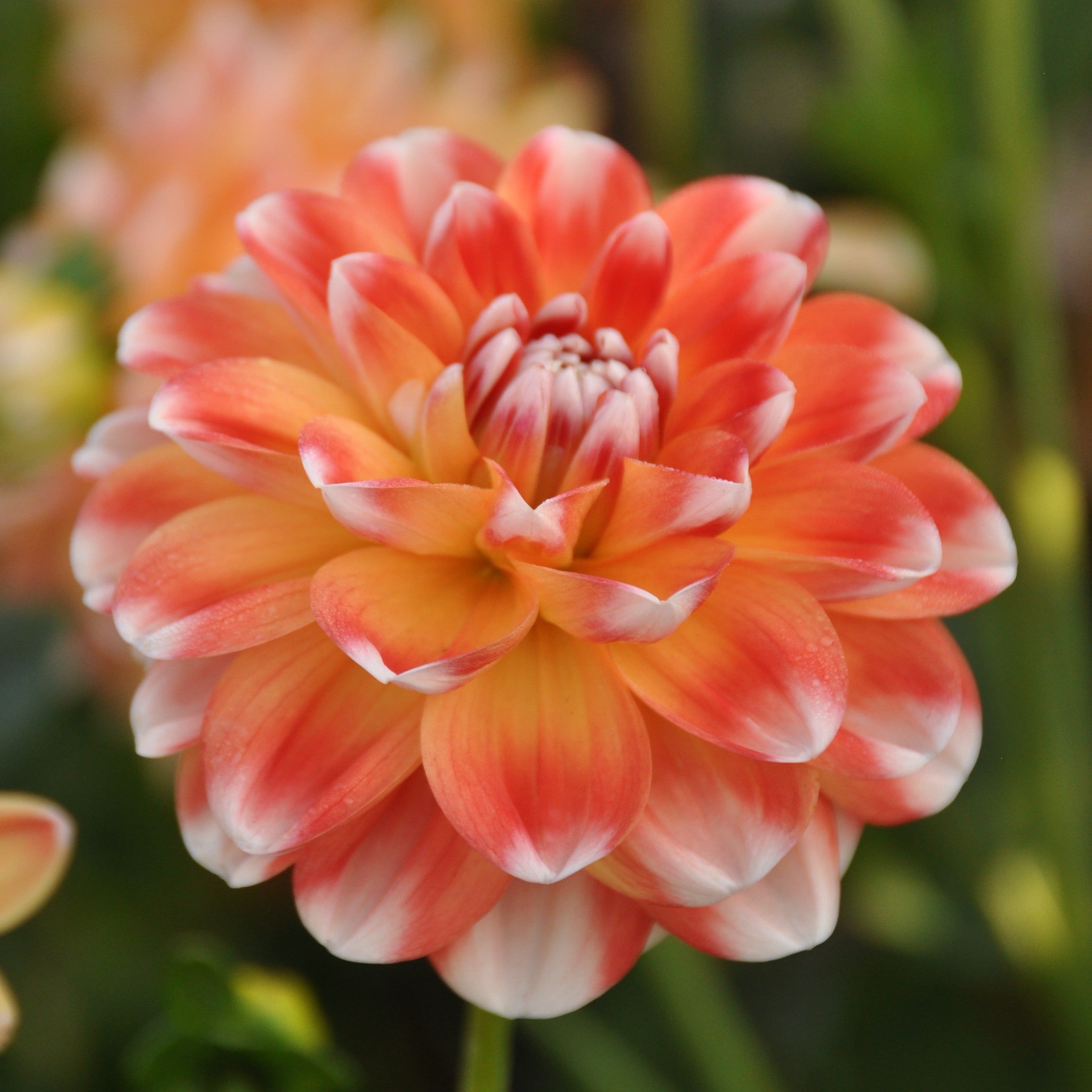 Dahlia 'Hapet Harmony'